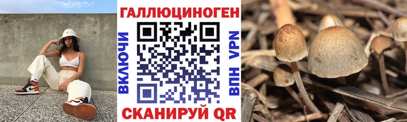 Галлюциногенные грибы Psilocybe купить наркоту Кизилюрт